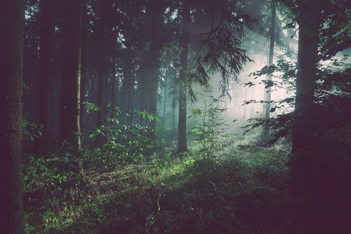 Forest Clearance Assistance